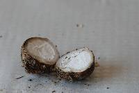 Geastrum triplex image