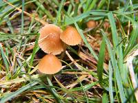 Conocybe cyanopus image