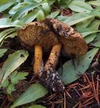 Suillus tomentosus image