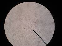 Hypsizygus ulmarius image