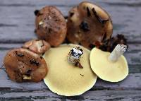 Suillus brevipes image