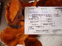 Thumbnail image of current specimen