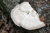 Trametes gibbosa image