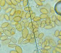 Conocybe deliquescens image