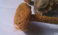 Battarrea phalloides image