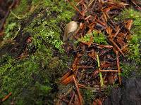 Hohenbuehelia petaloides image