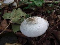 Agaricus placomyces image