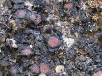 Collema polycarpon image