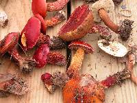Boletus frostii image