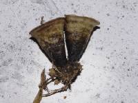 Thumbnail image of current specimen