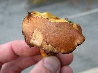 Chalciporus piperatoides image