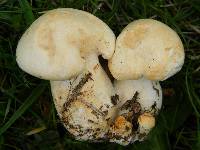 Leucopaxillus albissimus image