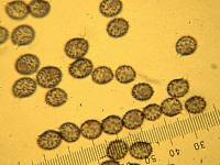 Russula xerampelina image