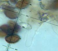 Panaeolina castaneifolia image