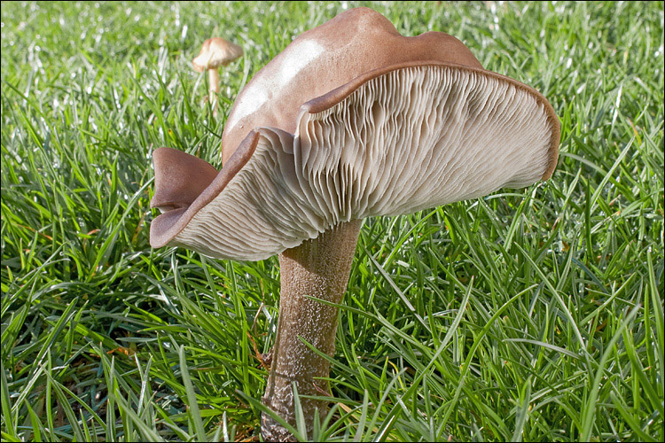 Melanoleuca polioleuca image