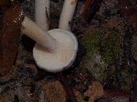 Hygrophorus eburneus image