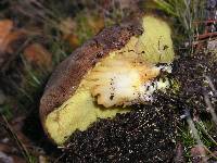 Boletus subtomentosus image