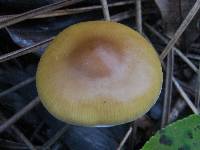 Psilocybe azurescens image