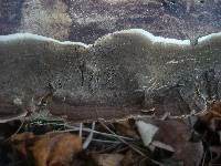 Thumbnail image of current specimen