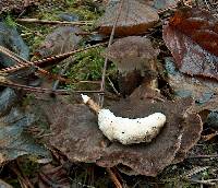 Jahnoporus hirtus image