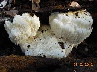 Hericium americanum image