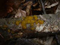 Dacrymyces stillatus image