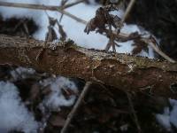 Thumbnail image of current specimen