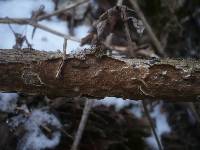 Thumbnail image of current specimen