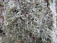 Anaptychia setifera image