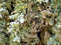 Anaptychia setifera image