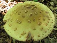 Amanita flavorubens image