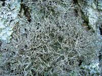 Anaptychia setifera image