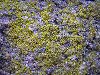 Caloplaca citrina image