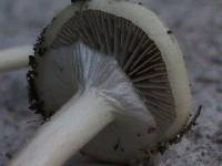 Stropharia semiglobata image