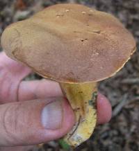 Boletus pseudosensibilis image