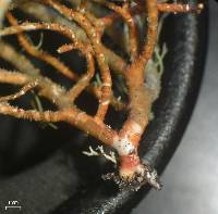 Thumbnail image of current specimen