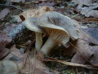 Hygrophorus hypothejus image