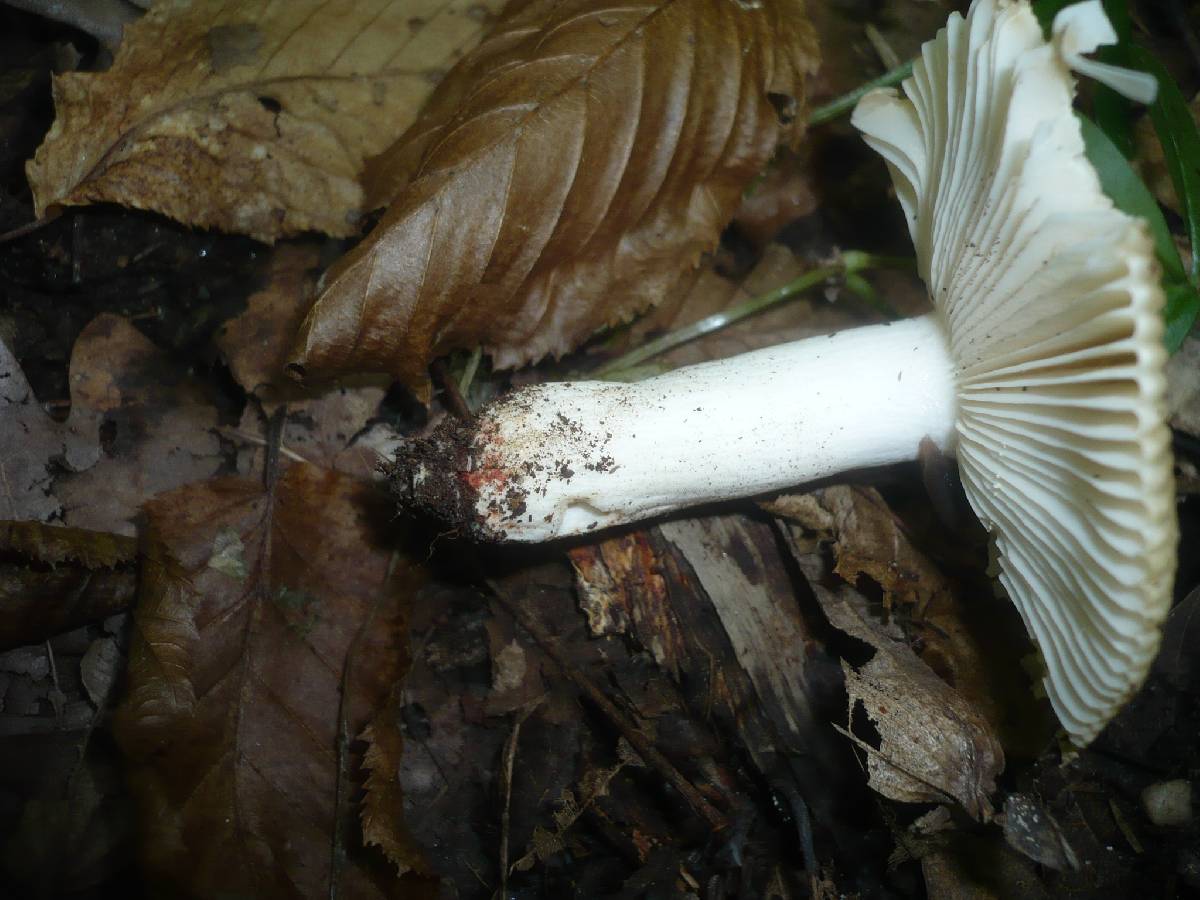 Russula praetervisa image