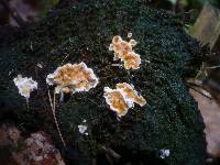 Skeletocutis amorpha image