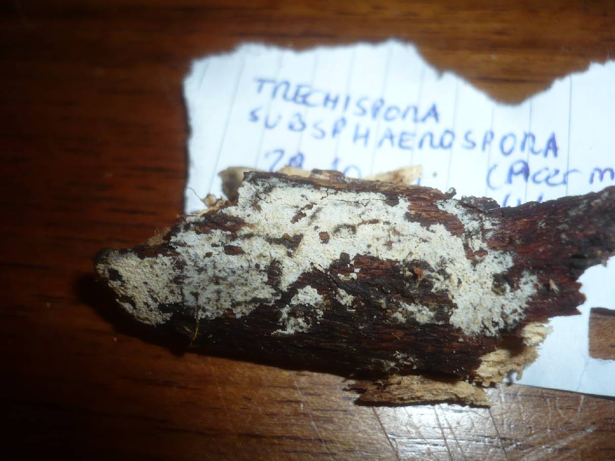 Trechispora subsphaerospora image