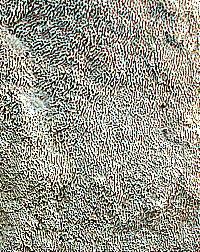 Earliella scabrosa image