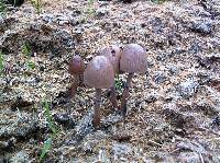 Panaeolus semiovatus image