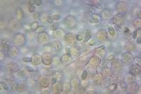 Melanoleuca cognata image