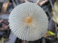 Parasola lactea image