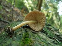 Pluteus longistriatus image