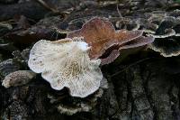 Panus neostrigosus image
