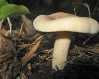 Lactarius chrysorrheus image