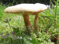 Cystoderma amianthinum image