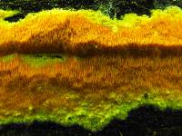 Ceriporia spissa image