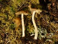 Inocybe napipes image